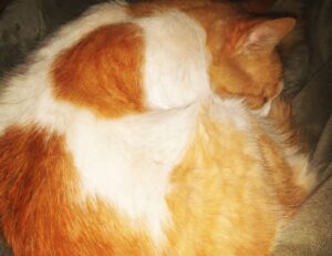 advice for family members of llblogfamily