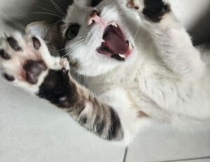 communication tips fparentips