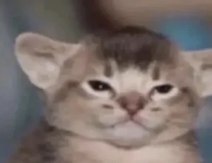 entrepreneurial tips fparentips