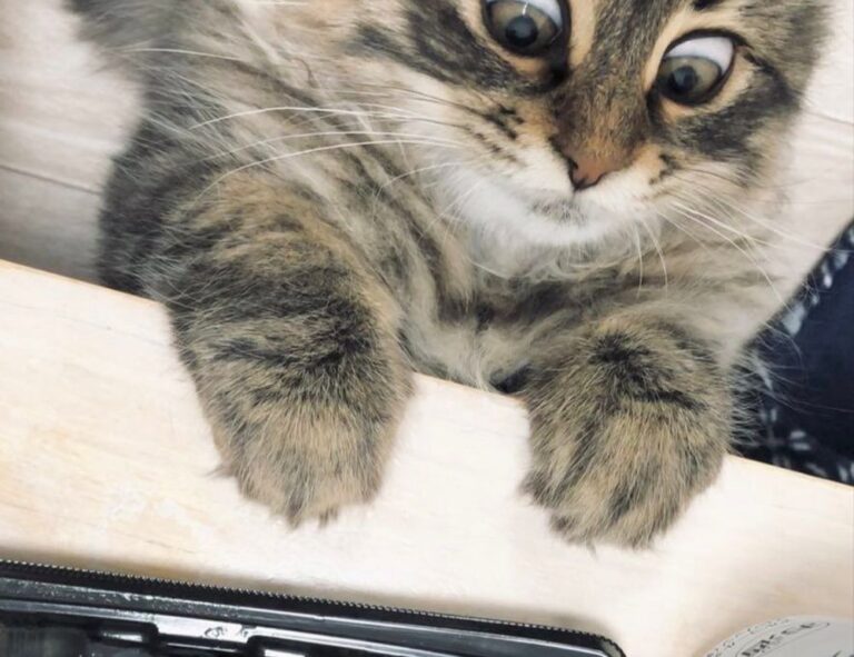 fpmomhacks parenting hacks from famousparenting