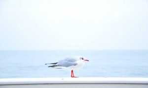 helpful guide convwbfamily