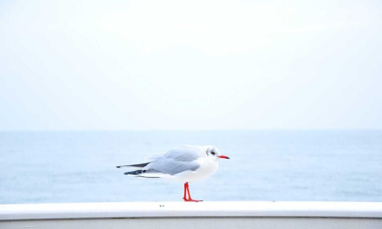 helpful guide convwbfamily