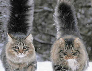 learning with games fparentips