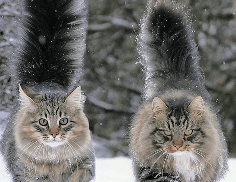 learning with games fparentips