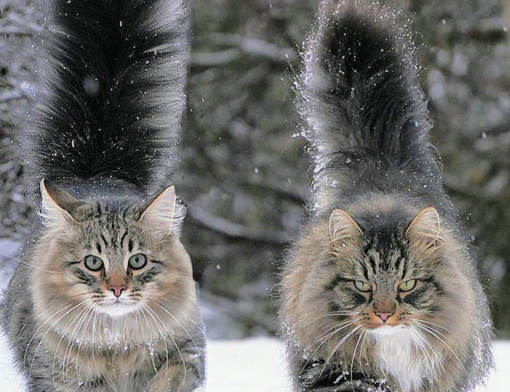 learning with games fparentips