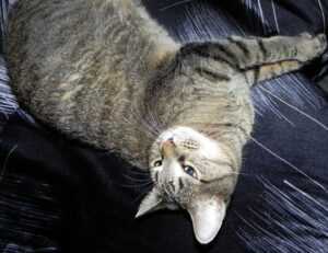 parenting tips convwbfamily