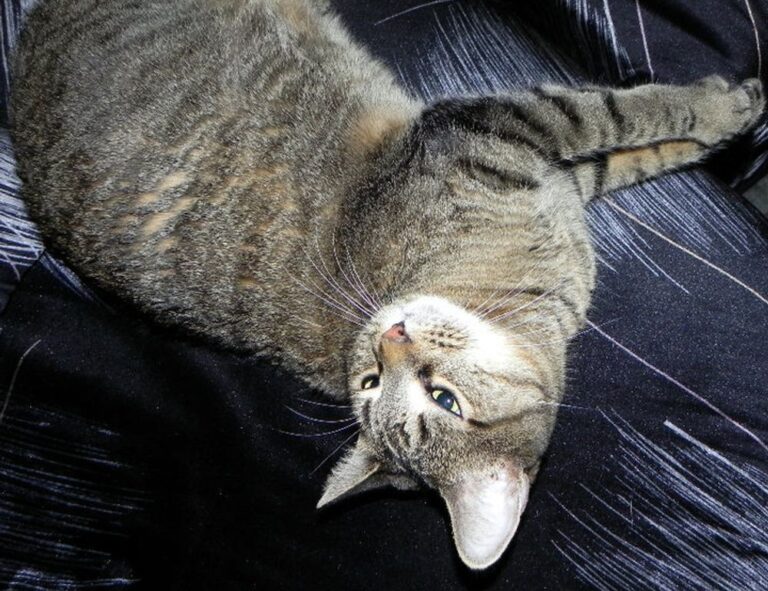 parenting tips convwbfamily