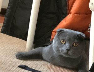 playing lessons fparentips