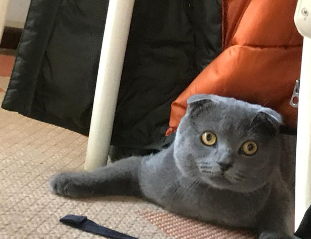 playing lessons fparentips