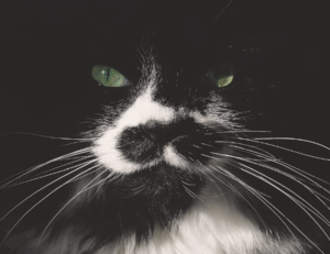 positive connection convwbfamily