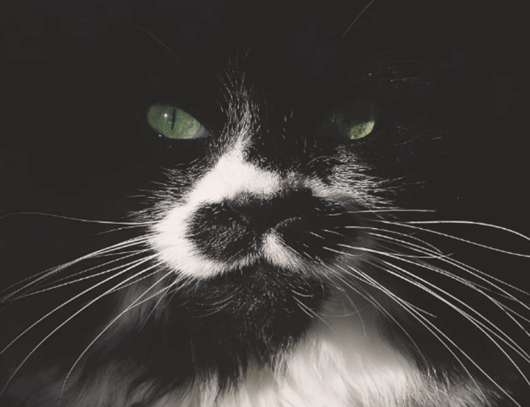 positive connection convwbfamily