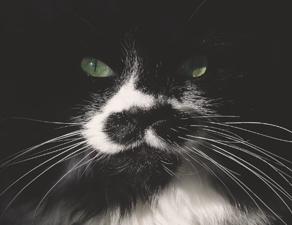 positive connection convwbfamily