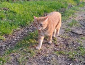 school education nitkaedu