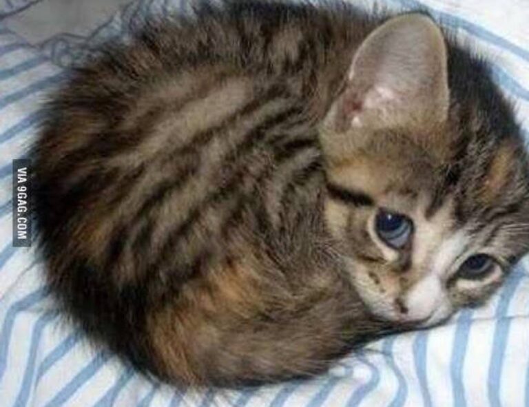 which advice should be given to parents who llblogfamily