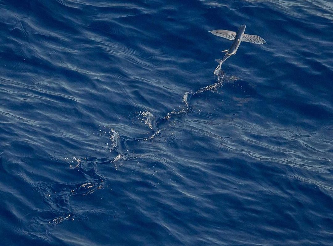 Your Step-by-Step Guide: GB WhatsApp Pro APK Download 2023