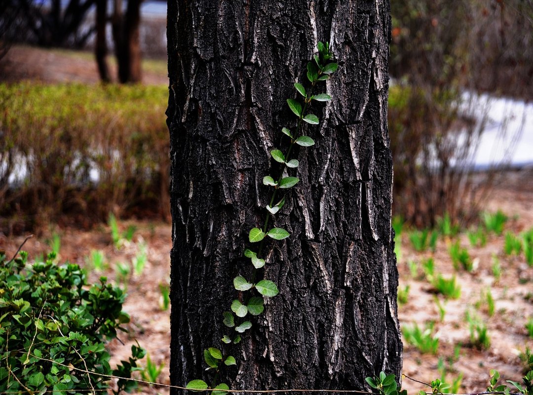 High-Quality, Legal Alternatives You Can Rely On